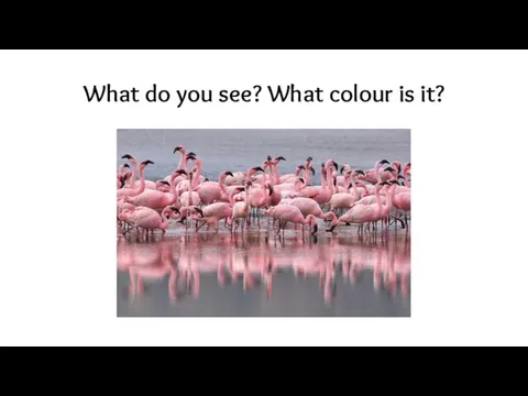 What do you see? What colour is it?