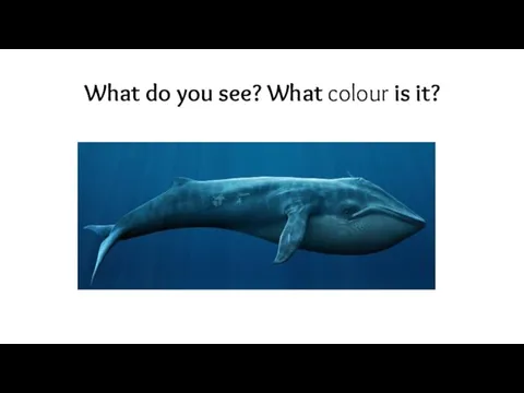 What do you see? What colour is it?