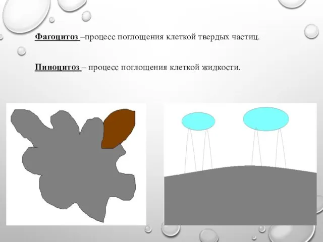 Фагоцитоз –процесс поглощения клеткой твердых частиц. Пиноцитоз – процесс поглощения клеткой жидкости.