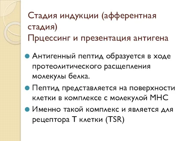 Стадия индукции (афферентная стадия) Прцессинг и презентация антигена Антигенный пептид образуется в