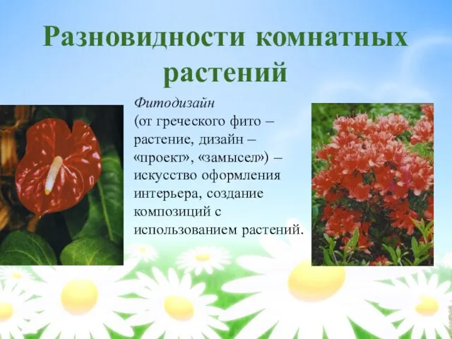 Разновидности комнатных растений Фитодизайн (от греческого фито – растение, дизайн – «проект»,