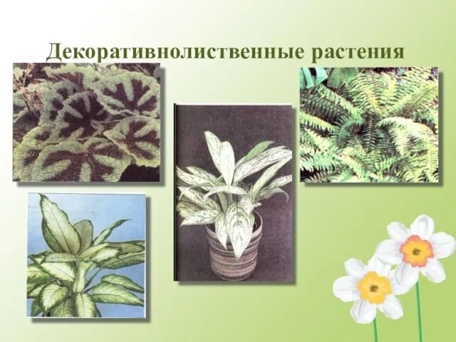 Декоративнолиственные растения