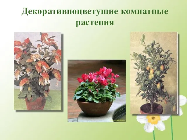 Декоративноцветущие комнатные растения
