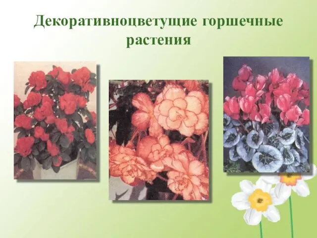 Декоративноцветущие горшечные растения