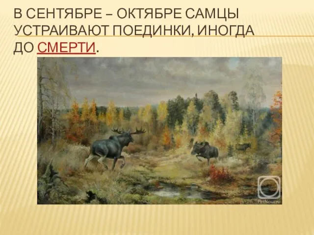 В СЕНТЯБРЕ – ОКТЯБРЕ САМЦЫ УСТРАИВАЮТ ПОЕДИНКИ, ИНОГДА ДО СМЕРТИ.