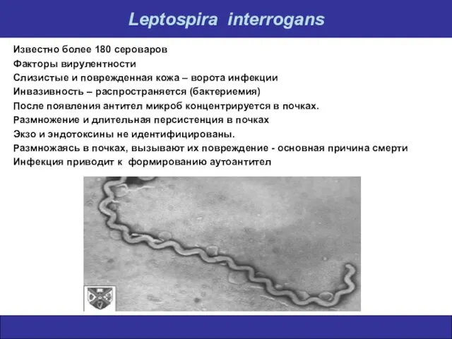 Leptospira interrogans Известно более 180 сероваров Факторы вирулентности Слизистые и поврежденная кожа