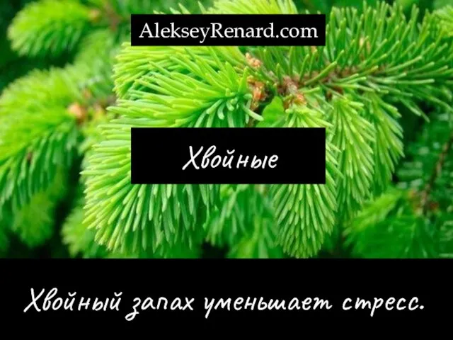 Хвойные Хвойный запах уменьшает стресс. AlekseyRenard.com AlekseyRenard.com
