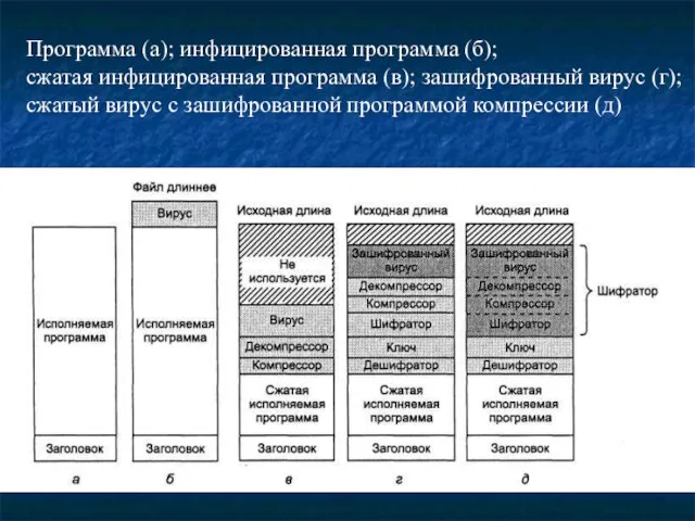 Программа (а); инфицированная программа (б); сжатая инфицированная программа (в); зашифрованный вирус (г);