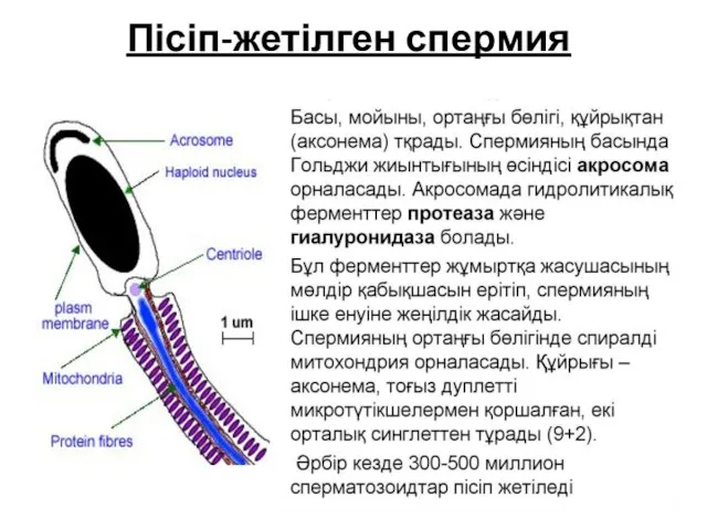 Пісіп-жетілген спермия