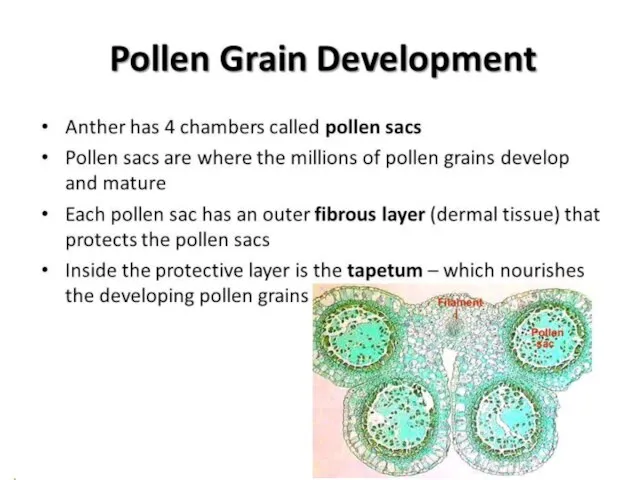Pollen grain formation