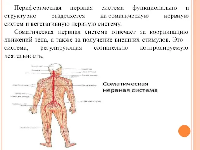 Периферическая нервная система функционально и структурно разделяется на соматическую нервную систем и