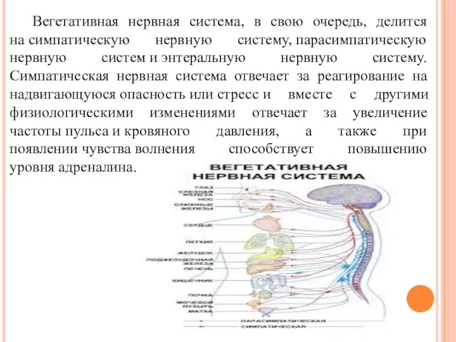 Вегетативная нервная система, в свою очередь, делится на симпатическую нервную систему, парасимпатическую