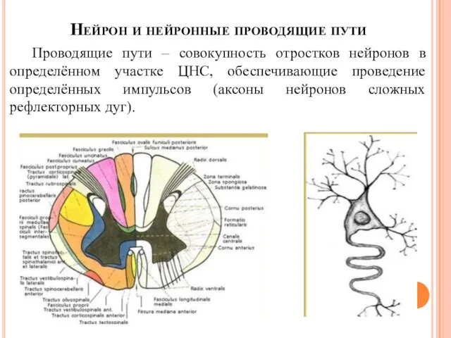 Нейрон и нейронные проводящие пути Проводящие пути – совокупность отростков нейронов в