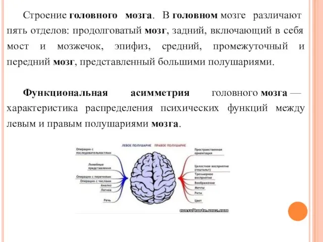 Строение головного мозга. В головном мозге различают пять отделов: продолговатый мозг, задний,