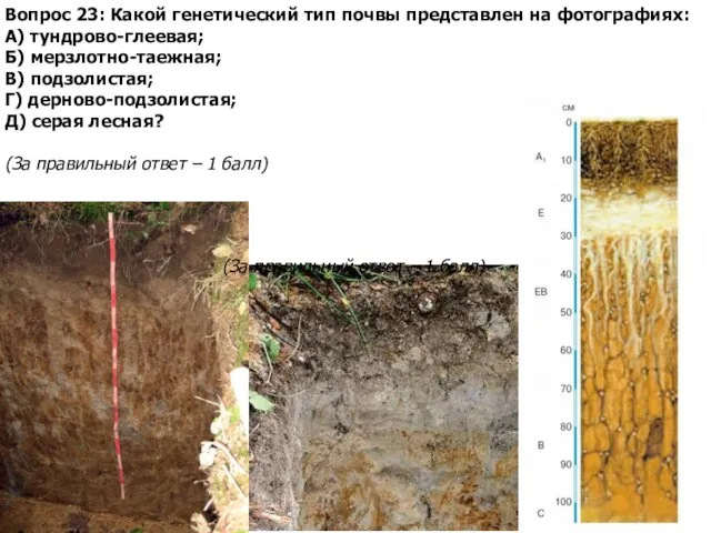 Вопрос 23: Какой генетический тип почвы представлен на фотографиях: А) тундрово-глеевая; Б)