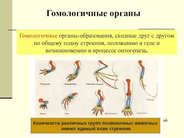 Гомологичные органы Гомологичные органы-образования, сходные друг с другом по общему плану строения,