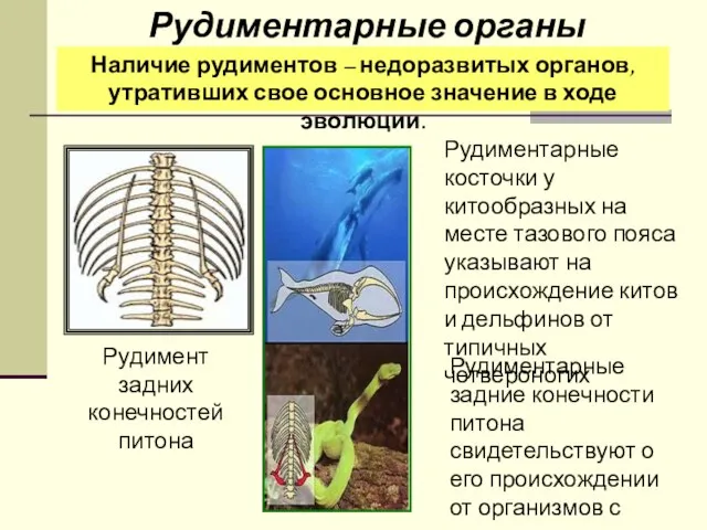Наличие рудиментов – недоразвитых органов, утративших свое основное значение в ходе эволюции.