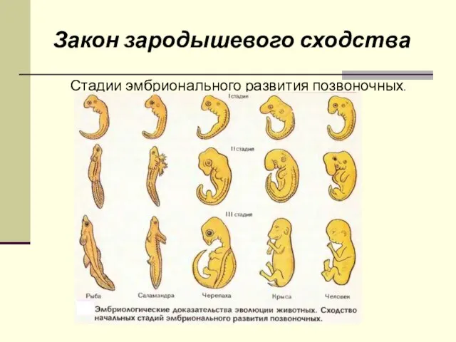 Стадии эмбрионального развития позвоночных. Закон зародышевого сходства