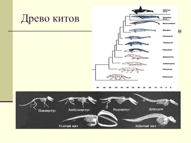 Древо китов