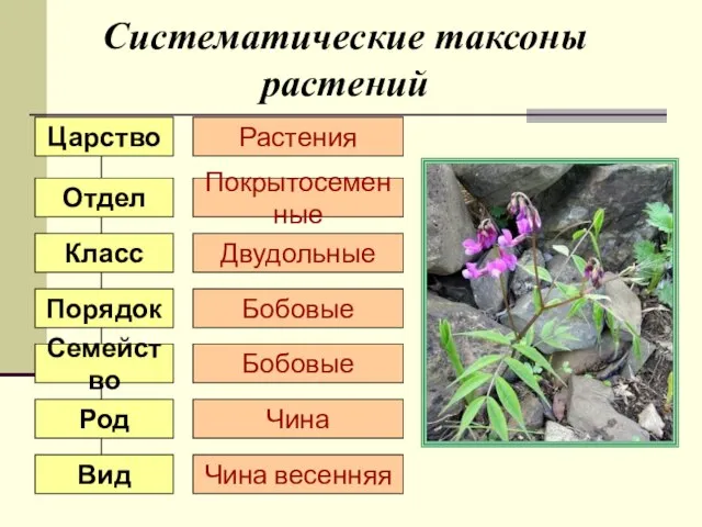 Систематические таксоны растений Царство Отдел Класс Порядок Семейство Род Вид