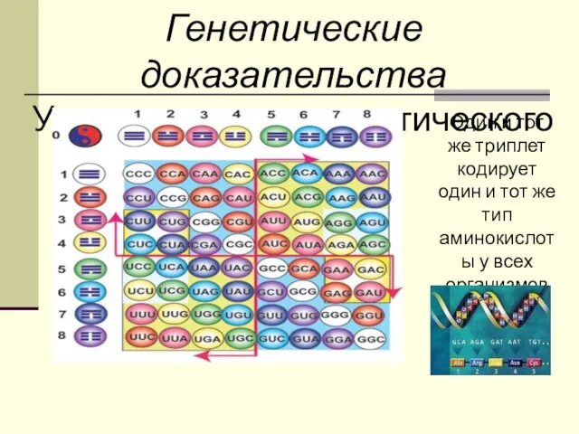 Генетические доказательства Универсальность генетического кода Один и тот же триплет кодирует один