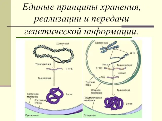 Единые принципы хранения, реализации и передачи генетической информации.