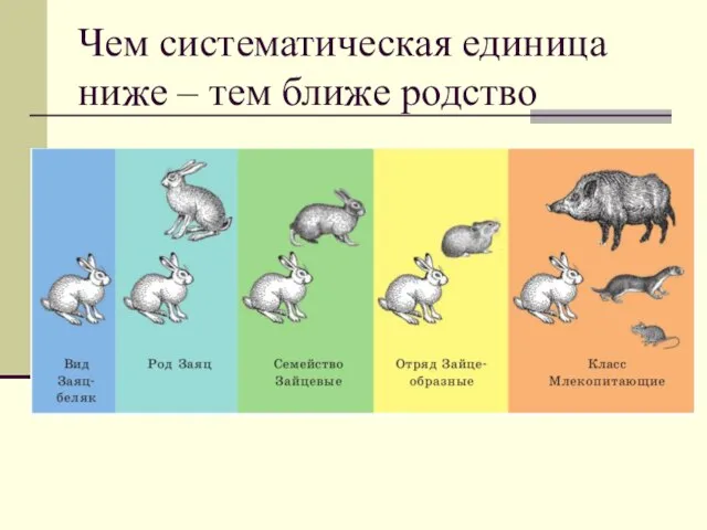 Чем систематическая единица ниже – тем ближе родство