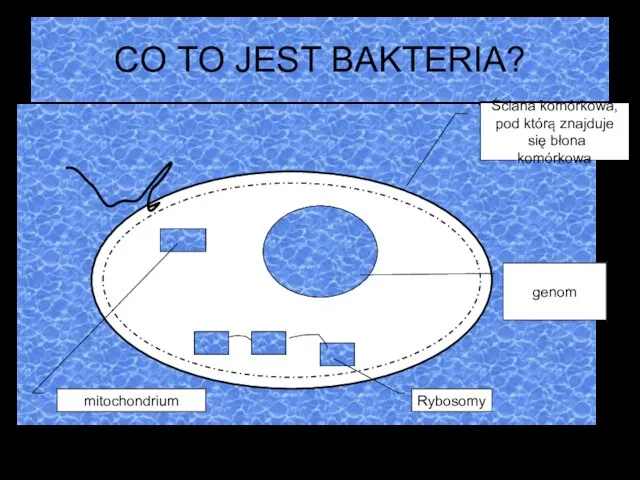 CO TO JEST BAKTERIA? Ściana komórkowa, pod którą znajduje się błona komórkowa genom Rybosomy mitochondrium