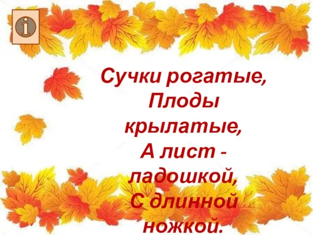 Сучки рогатые, Плоды крылатые, А лист - ладошкой, С длинной ножкой.