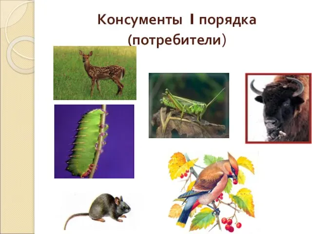 Консументы I порядка(потребители)