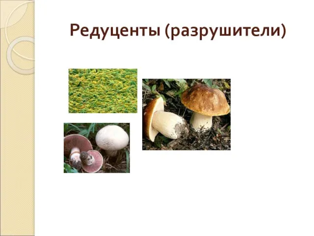 Редуценты (разрушители)