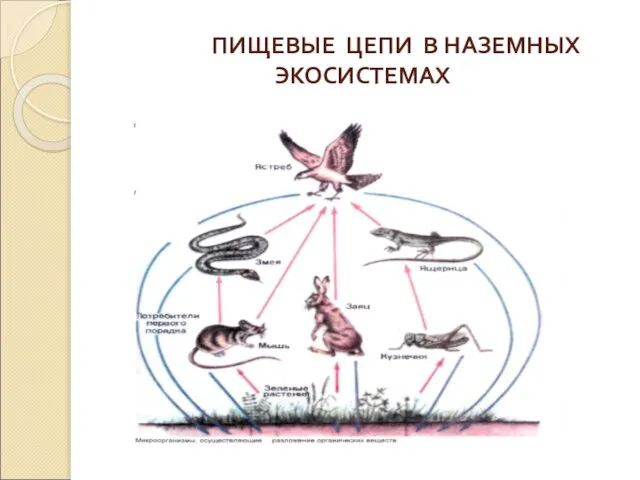 ПИЩЕВЫЕ ЦЕПИ В НАЗЕМНЫХ ЭКОСИСТЕМАХ