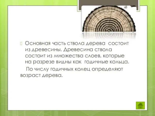 Основная часть ствола дерева состоит из древесины. Древесина ствола состоит из множества