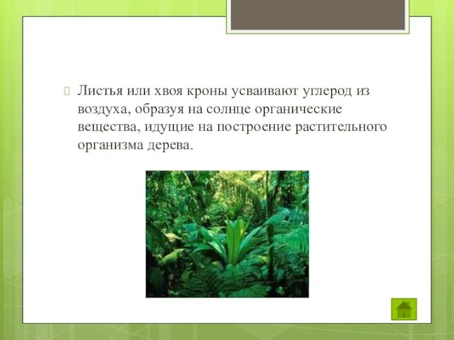 Листья или хвоя кроны усваивают углерод из воздуха, образуя на солнце органические