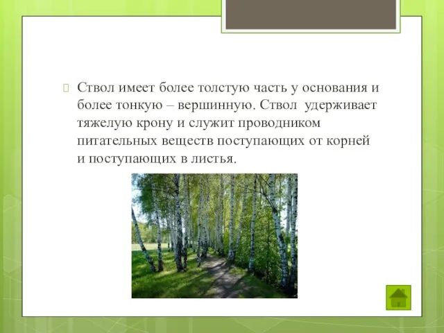 Ствол имеет более толстую часть у основания и более тонкую – вершинную.