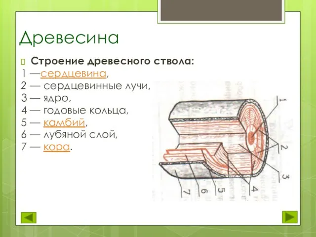 Древесина Строение древесного ствола: 1 —сердцевина, 2 — сердцевинные лучи, 3 —