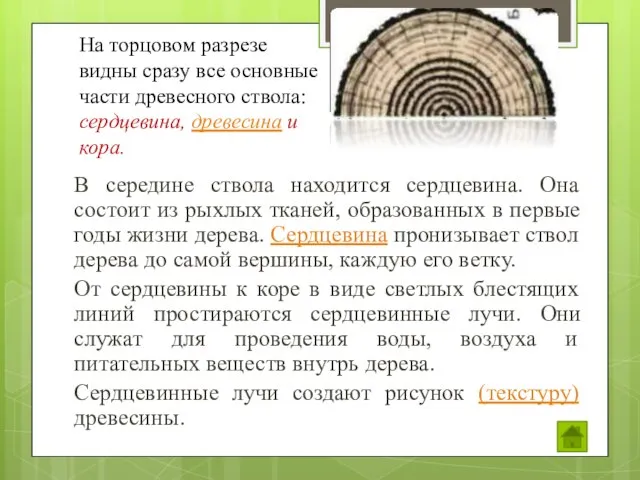 В середине ствола находится сердцевина. Она состоит из рыхлых тканей, образованных в