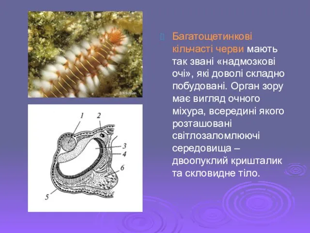 Багатощетинкові кільчасті черви мають так звані «надмозкові очі», які доволі складно побудовані.