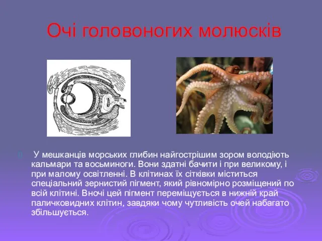 Очі головоногих молюсків У мешканців морських глибин найгострішим зором володіють кальмари та