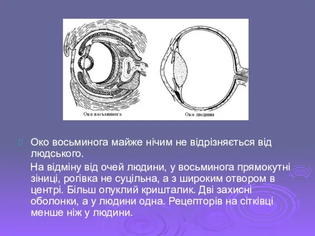 Око восьминога майже нічим не відрізняється від людського. На відміну від очей