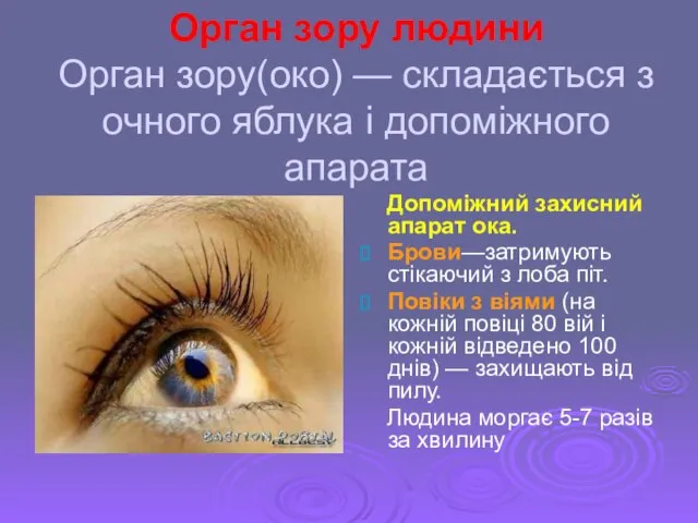 Орган зору людини Орган зору(око) — складається з очного яблука і допоміжного