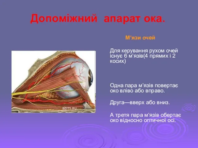 Допоміжний апарат ока. М’язи очей Для керування рухом очей існує 6 м’язів(4