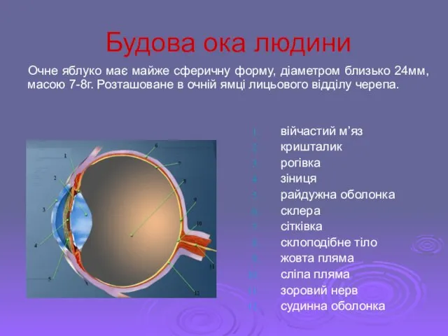 Будова ока людини війчастий м’яз кришталик рогівка зіниця райдужна оболонка склера сітківка