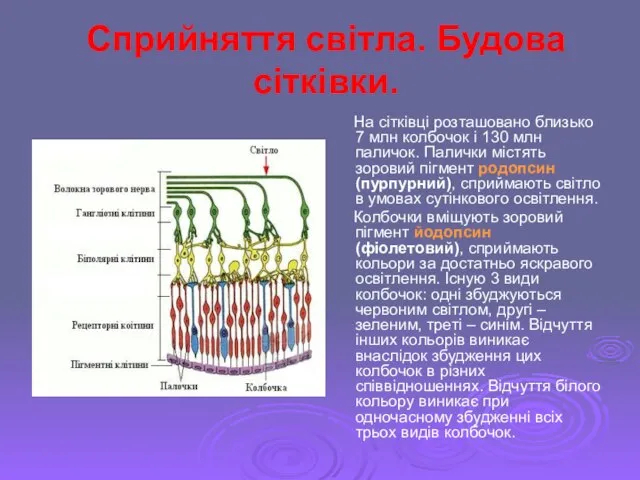 Сприйняття світла. Будова сітківки. На сітківці розташовано близько 7 млн колбочок і