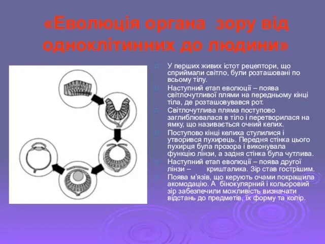 «Еволюція органа зору від одноклітинних до людини» У перших живих істот рецептори,