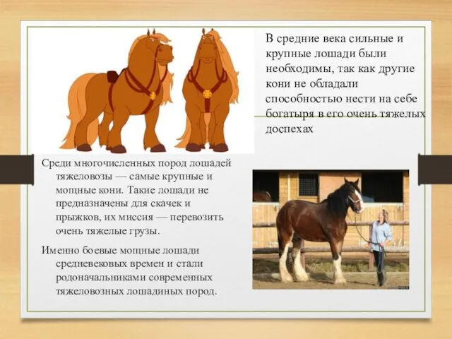 Среди многочисленных пород лошадей тяжеловозы — самые крупные и мощные кони. Такие