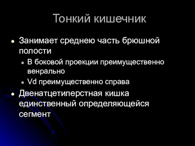 Тонкий кишечник Занимает среднею часть брюшной полости В боковой проекции преимущественно венрально