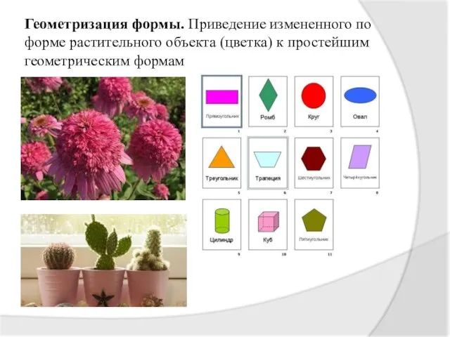 Геометризация формы. Приведение измененного по форме растительного объекта (цветка) к простейшим геометрическим формам