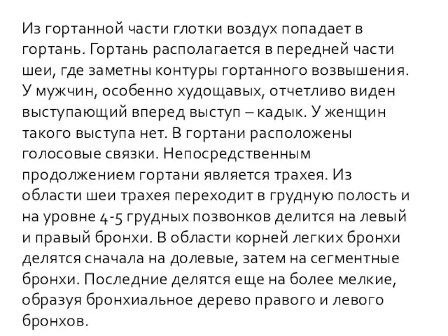 Из гортанной части глотки воздух попадает в гортань. Гортань располагается в передней