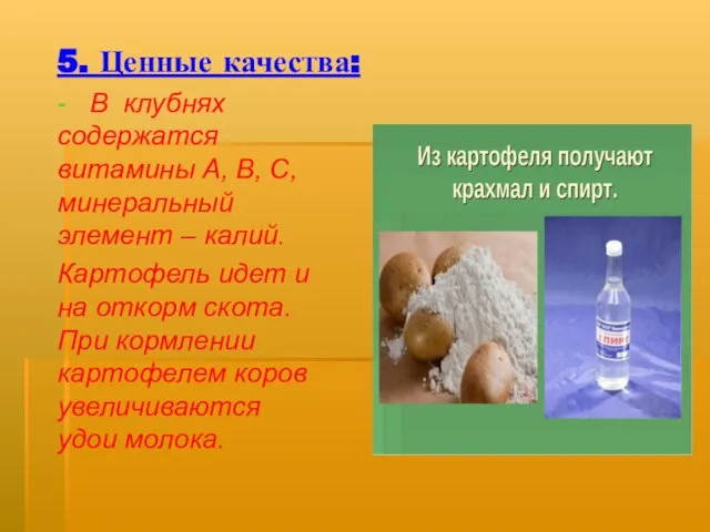 5. Ценные качества: - В клубнях содержатся витамины А, В, С, минеральный